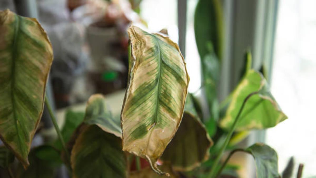 Lo que debes hacer para evitar que las hojas de tus plantas se sequen y sus puntas se vean amarillas